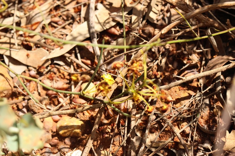 Acacia squamata photo 4