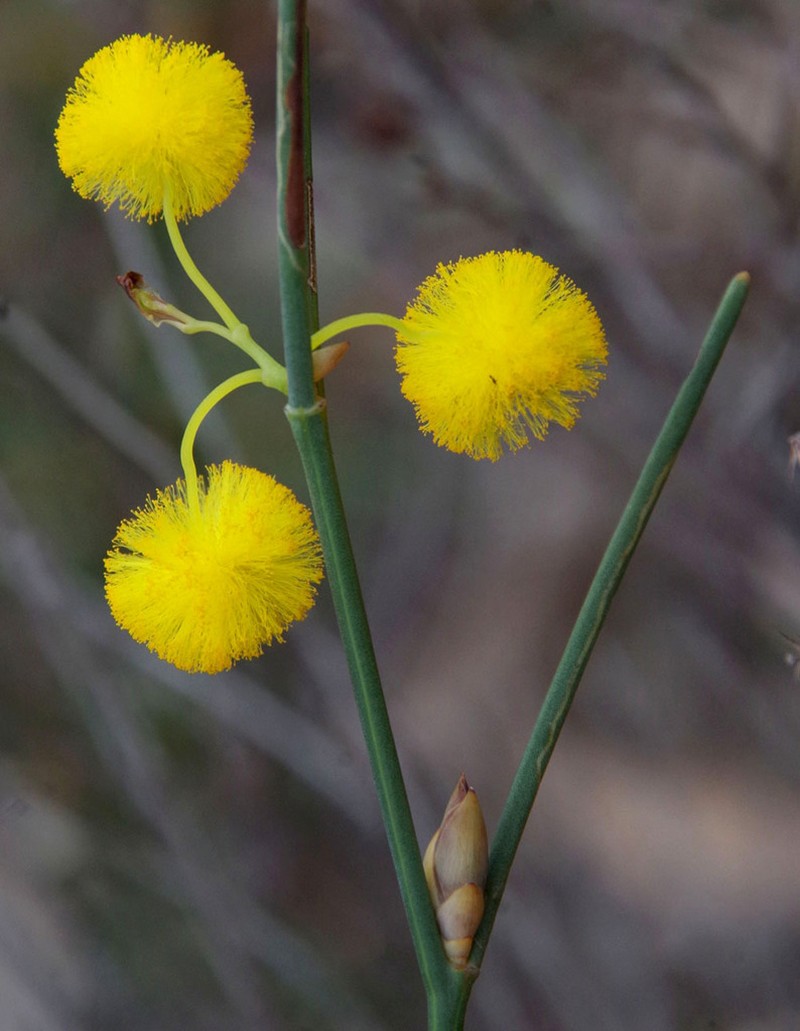 Acacia squamata photo 5