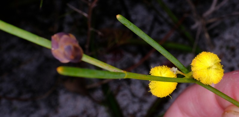 Acacia squamata photo 6