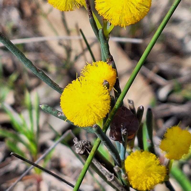 Acacia squamata photo 7