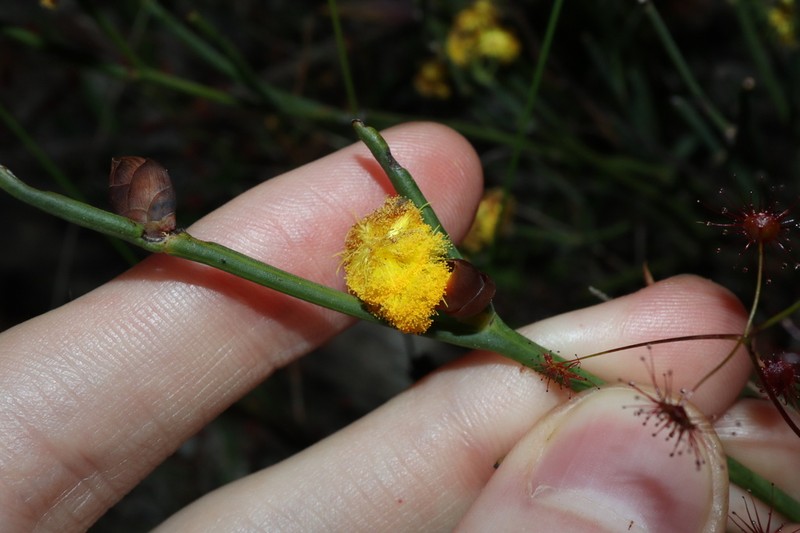 Acacia squamata photo 8