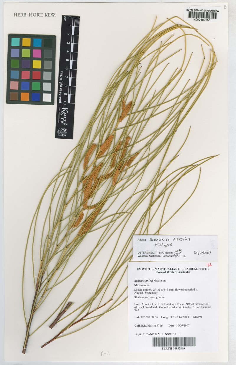 Acacia stanleyi