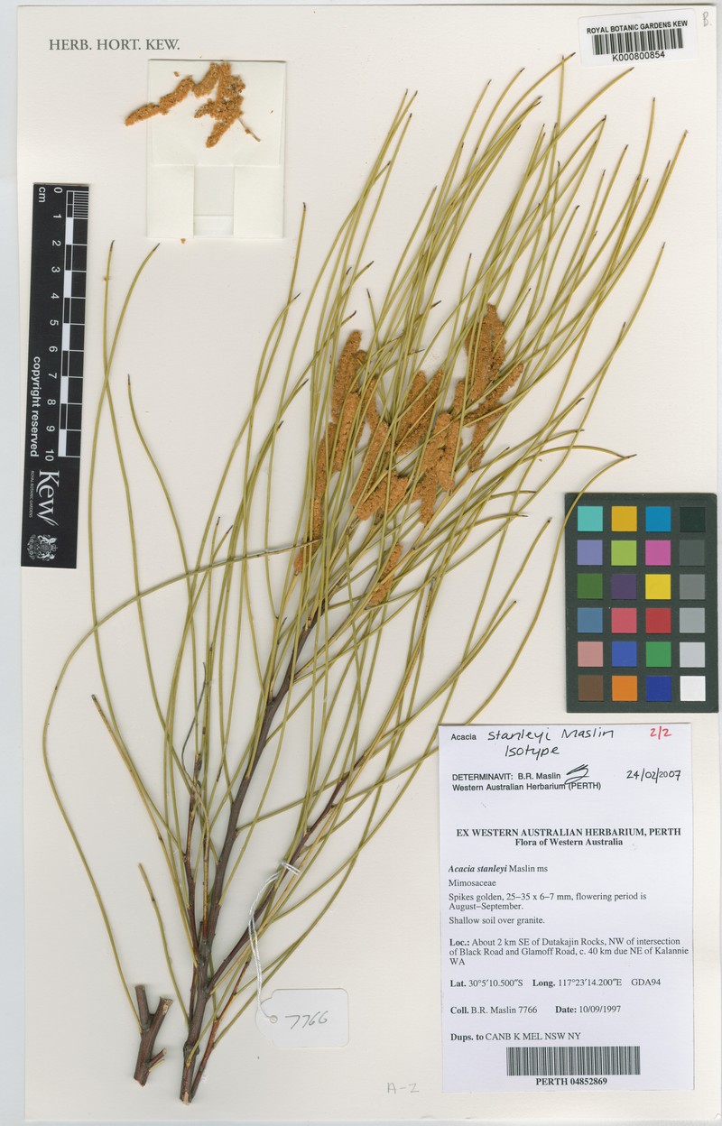 Acacia stanleyi photo 2