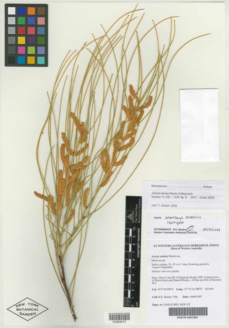 Acacia stanleyi photo 3