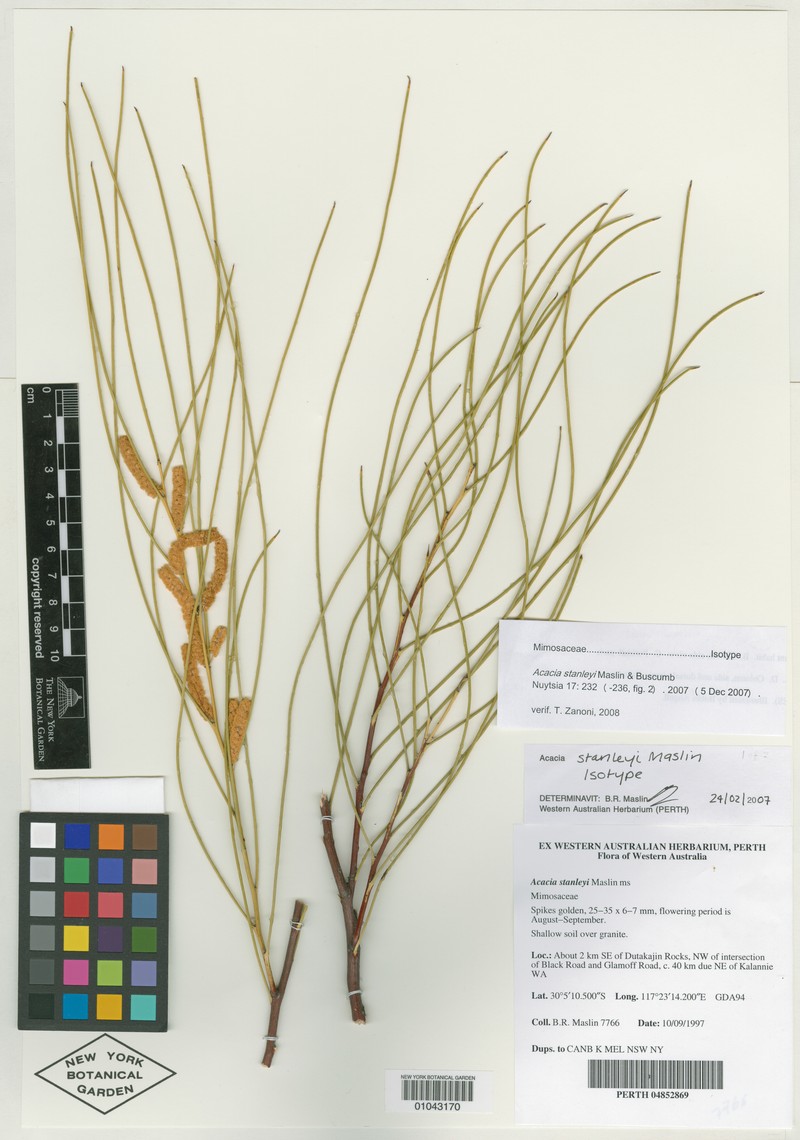 Acacia stanleyi photo 4