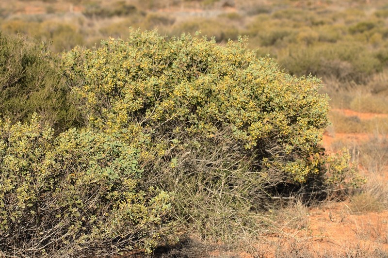 Acacia startii photo 2
