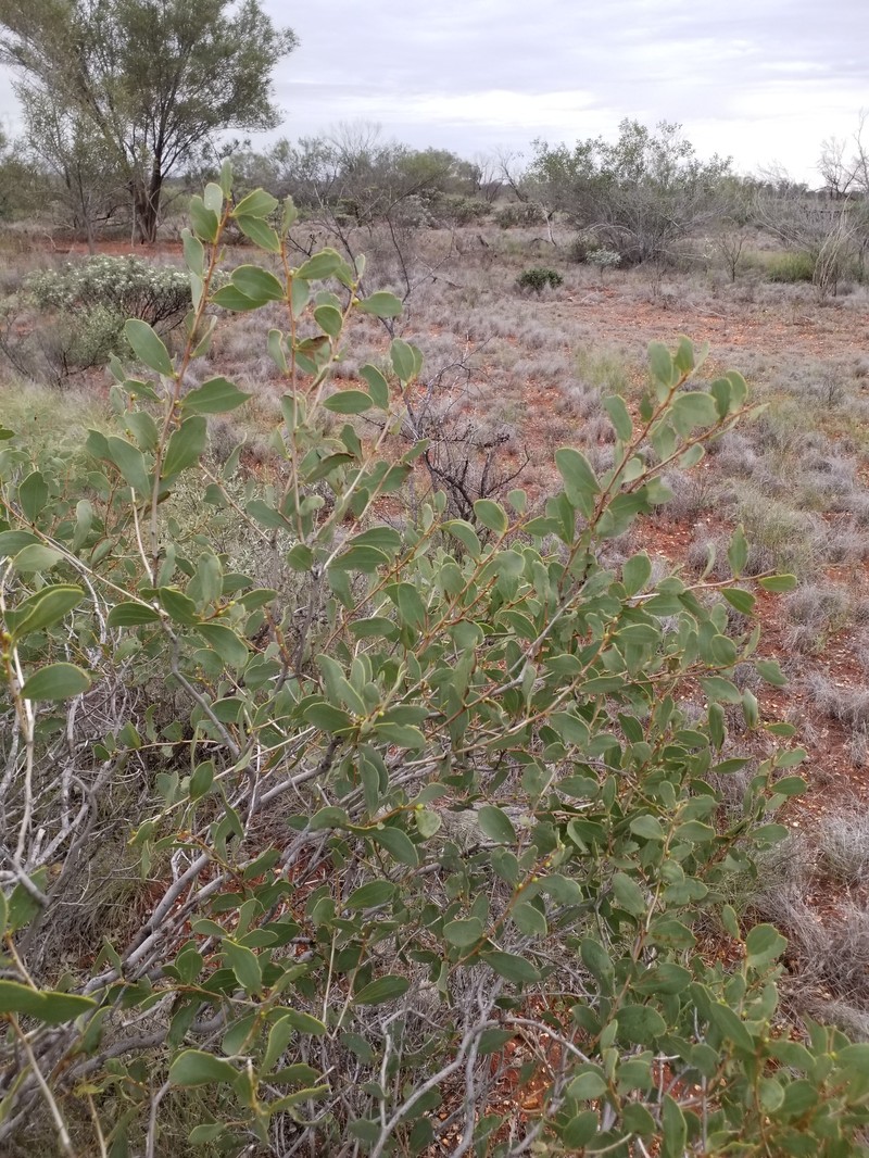 Acacia startii photo 4