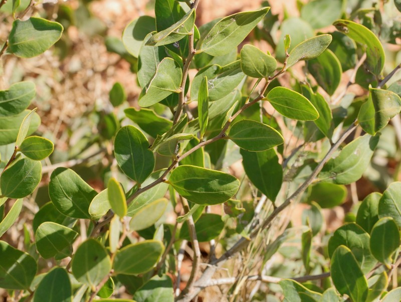 Acacia startii photo 5