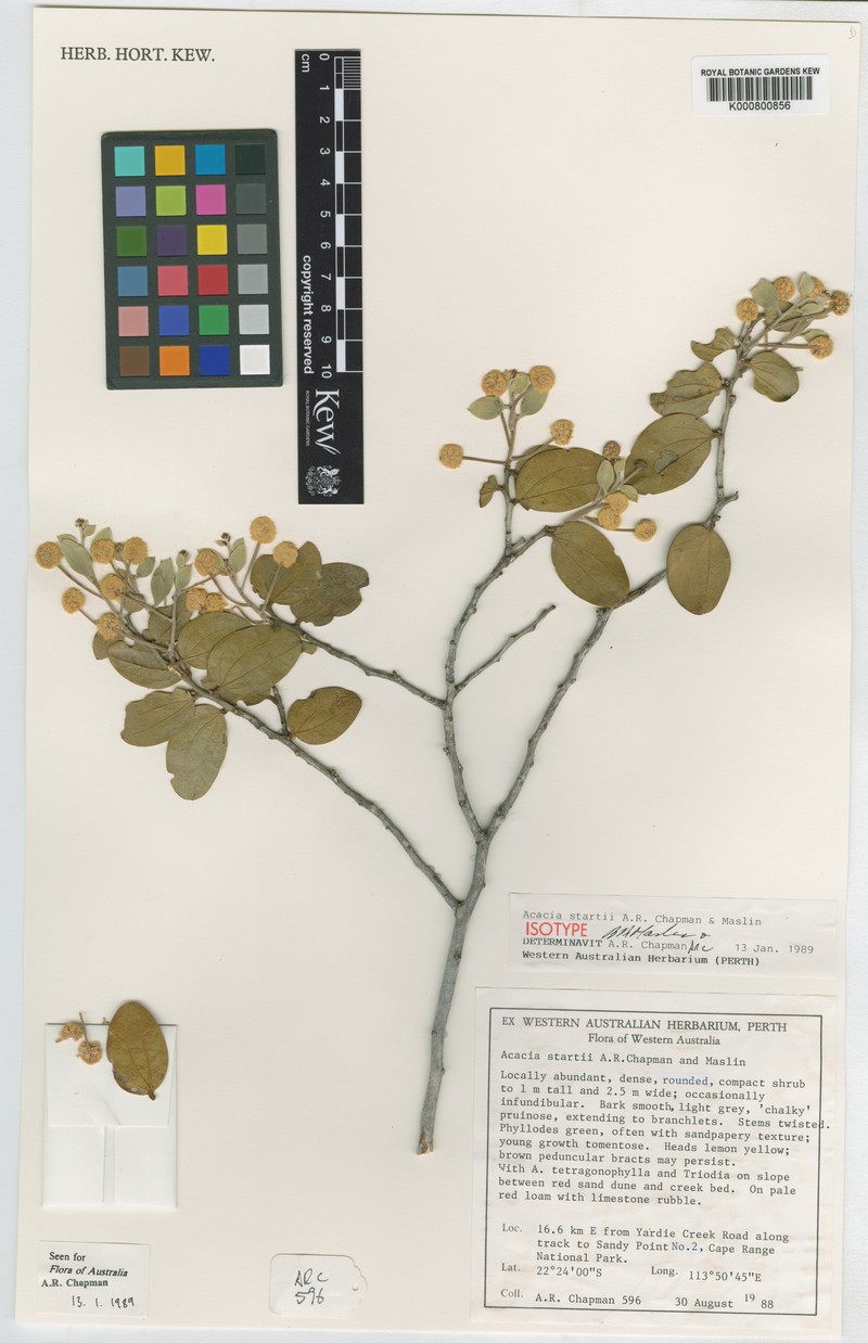 Acacia startii photo 6