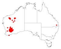 Acacia steedmanii