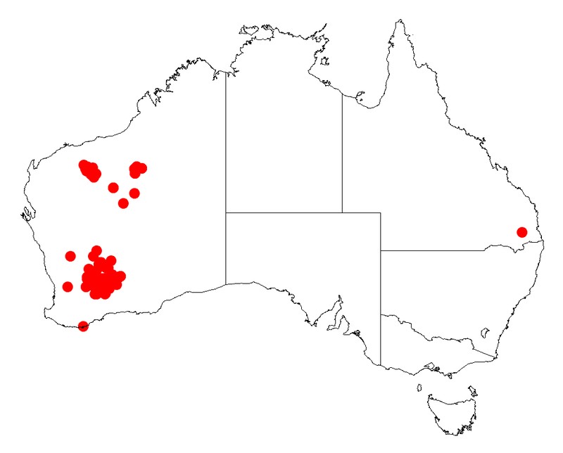 Acacia steedmanii