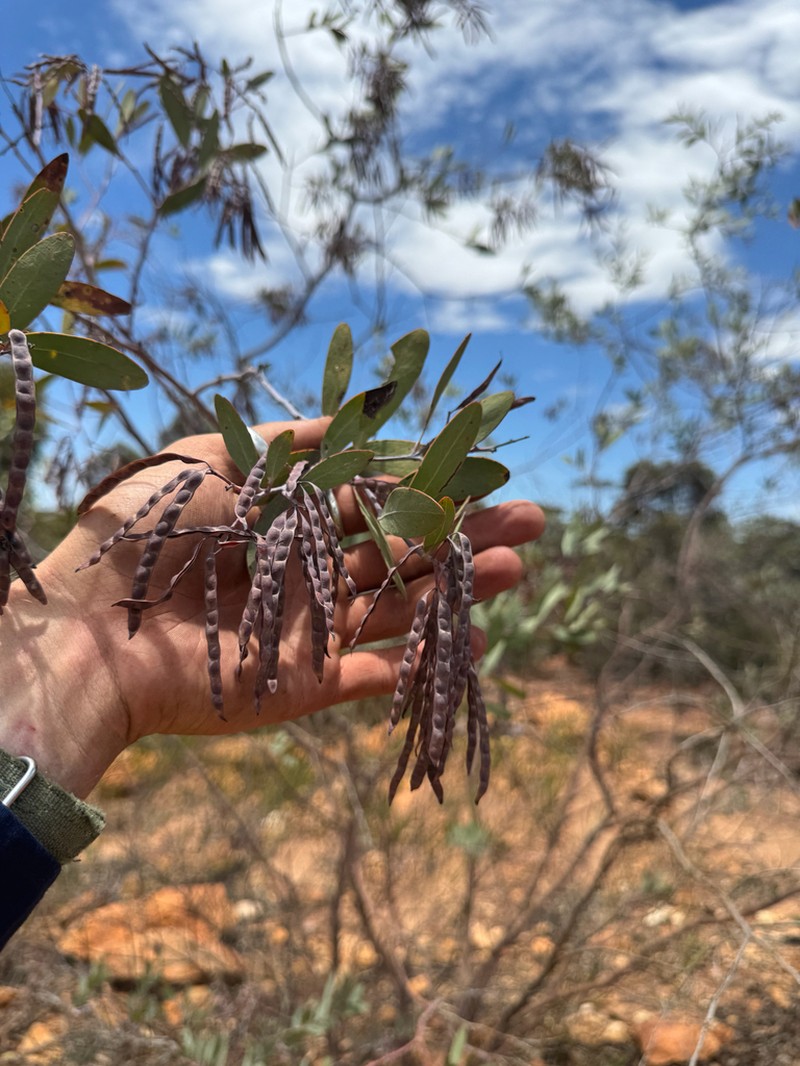 Acacia steedmanii photo 2