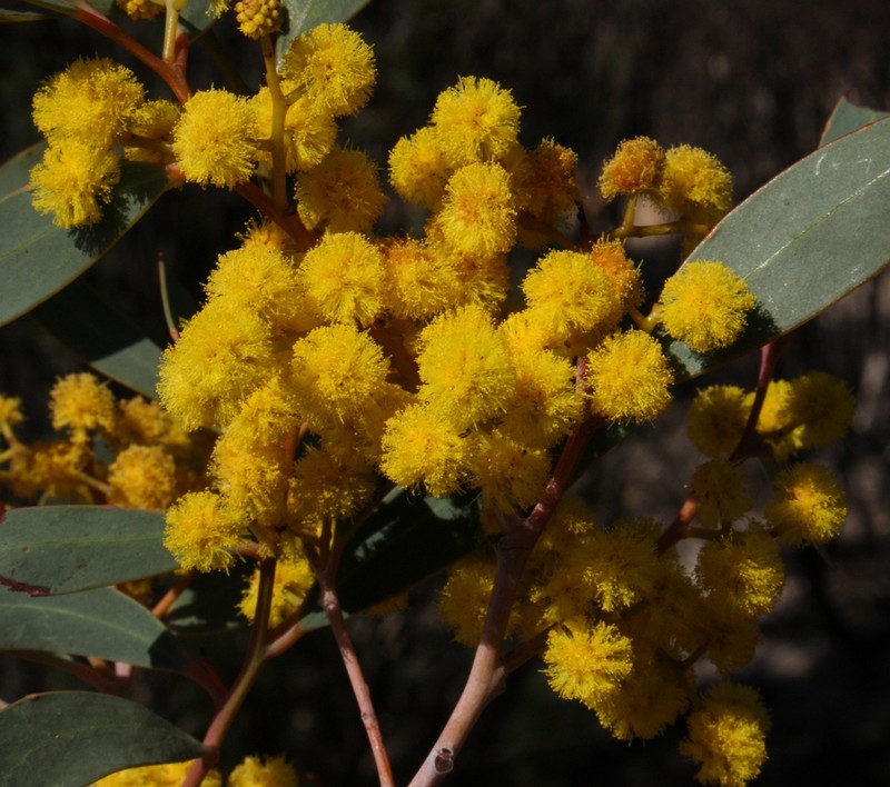 Acacia steedmanii photo 3