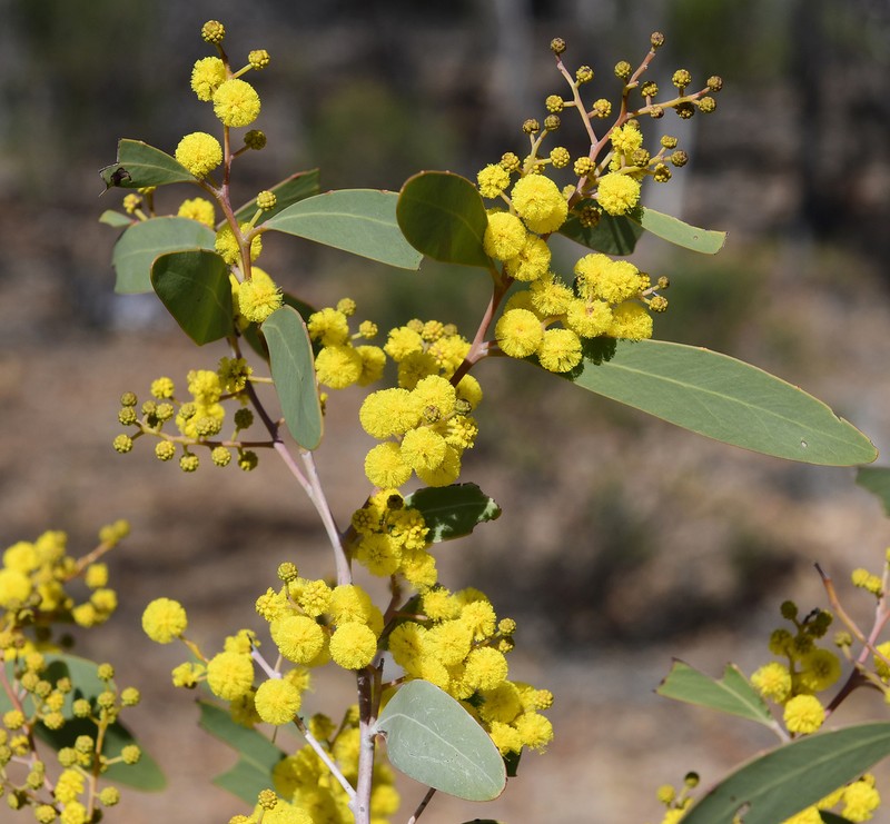 Acacia steedmanii photo 4