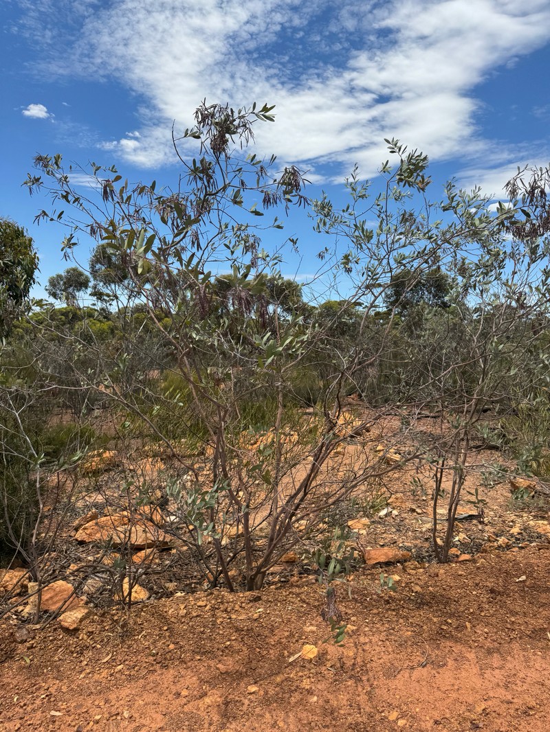 Acacia steedmanii photo 5