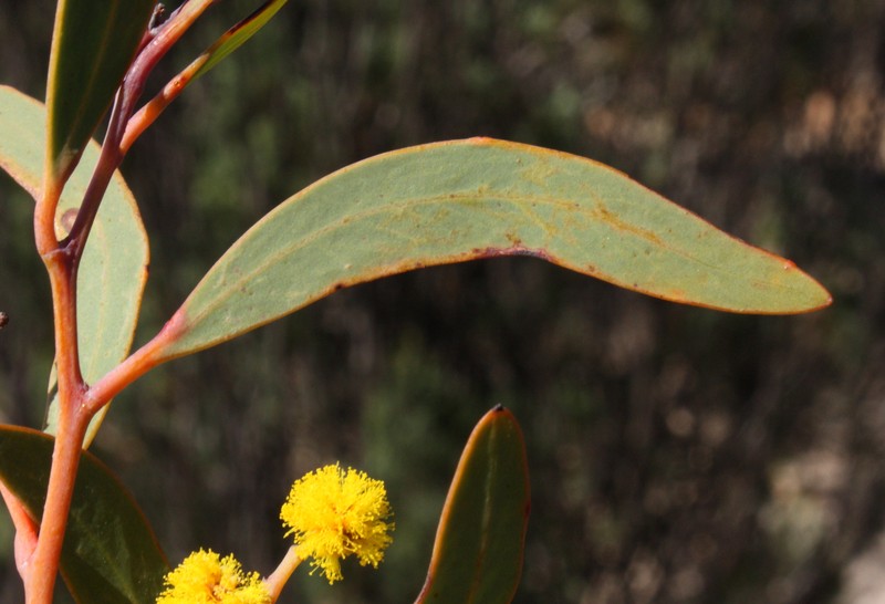 Acacia steedmanii photo 6