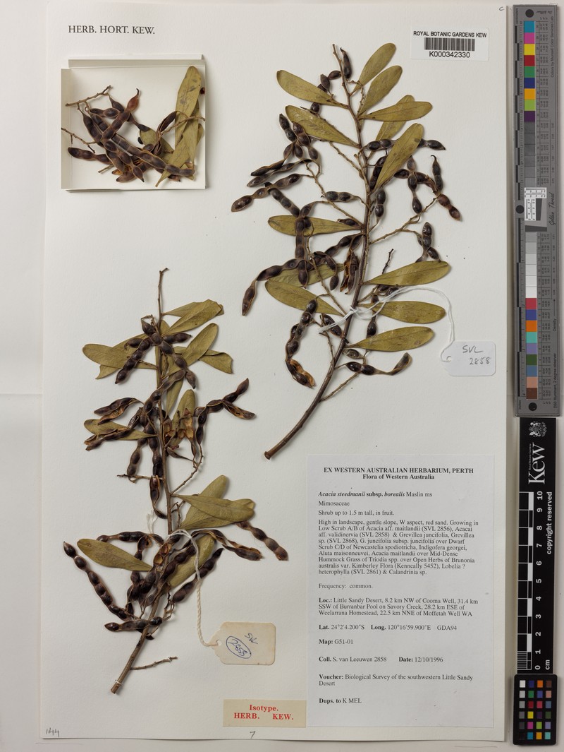Acacia steedmanii subsp. borealis