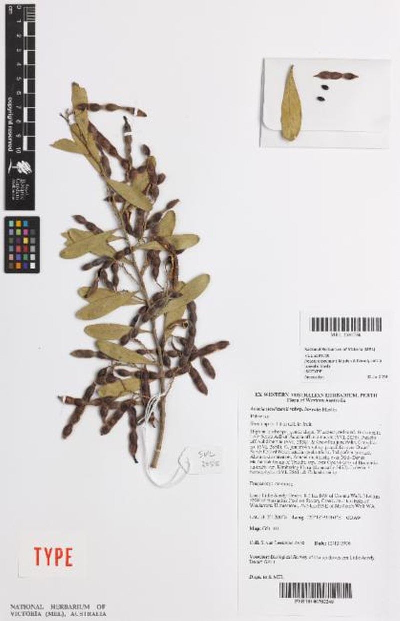 Acacia steedmanii subsp. borealis photo 2