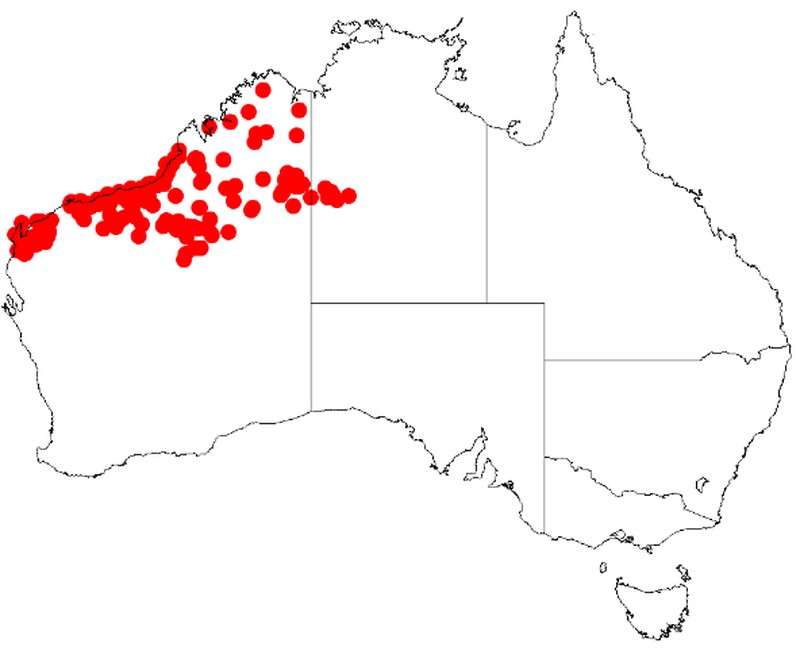 Acacia stellaticeps