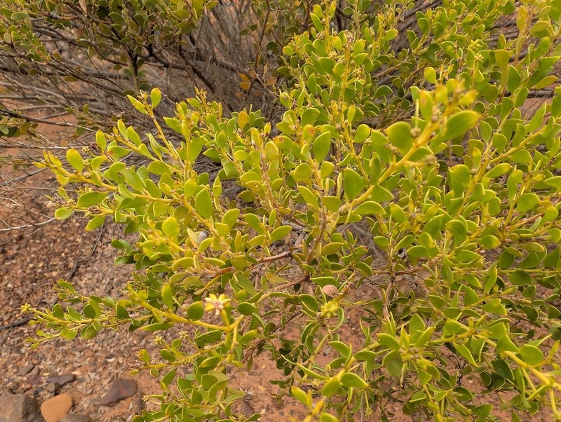Acacia stellaticeps photo 2