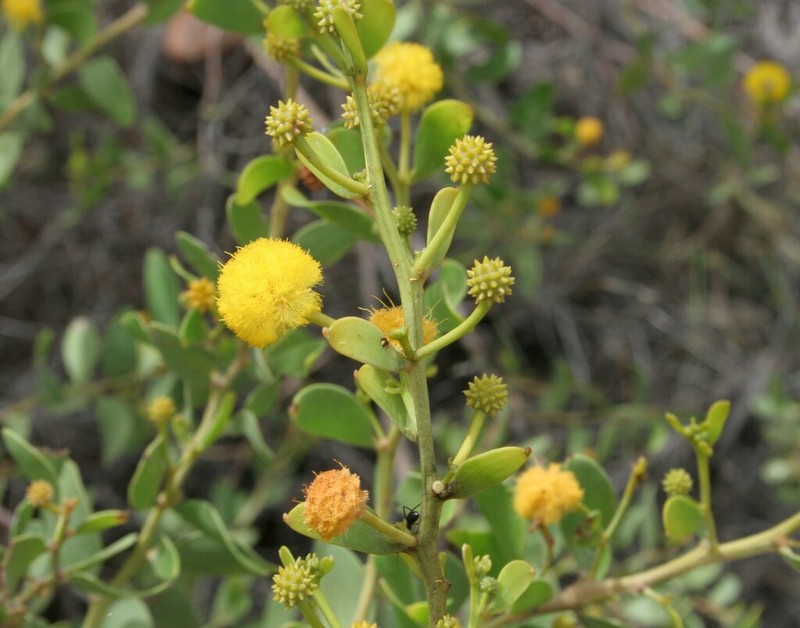 Acacia stellaticeps photo 3