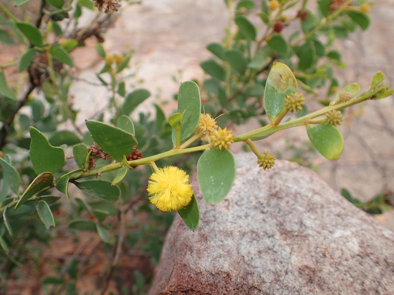 Acacia stellaticeps photo 4