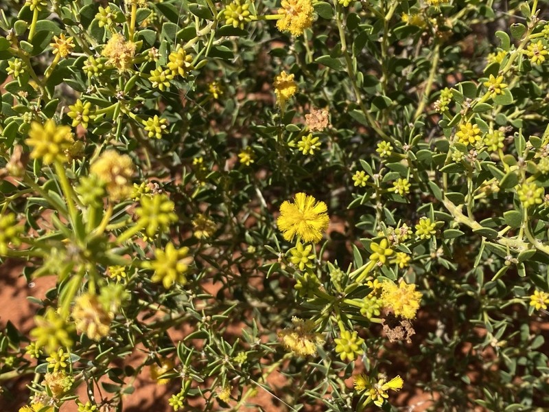Acacia stellaticeps photo 5