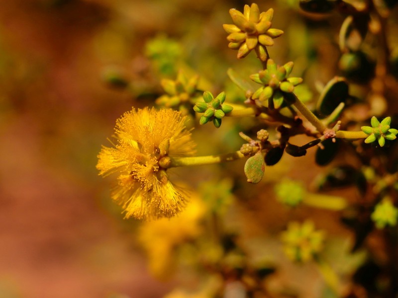 Acacia stellaticeps photo 6