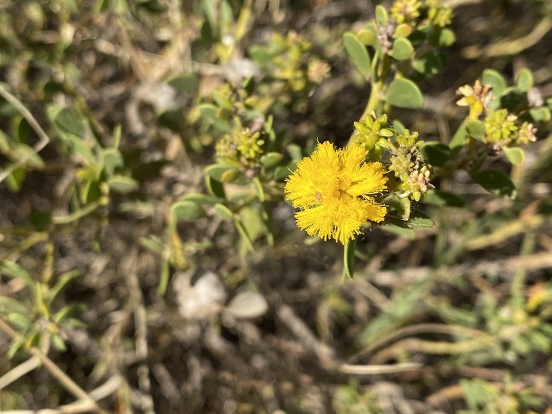 Acacia stellaticeps photo 7