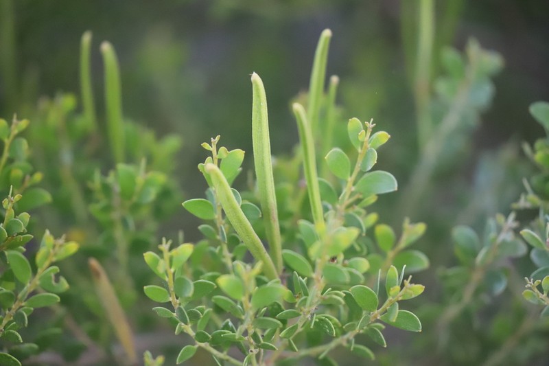 Acacia stellaticeps photo 8