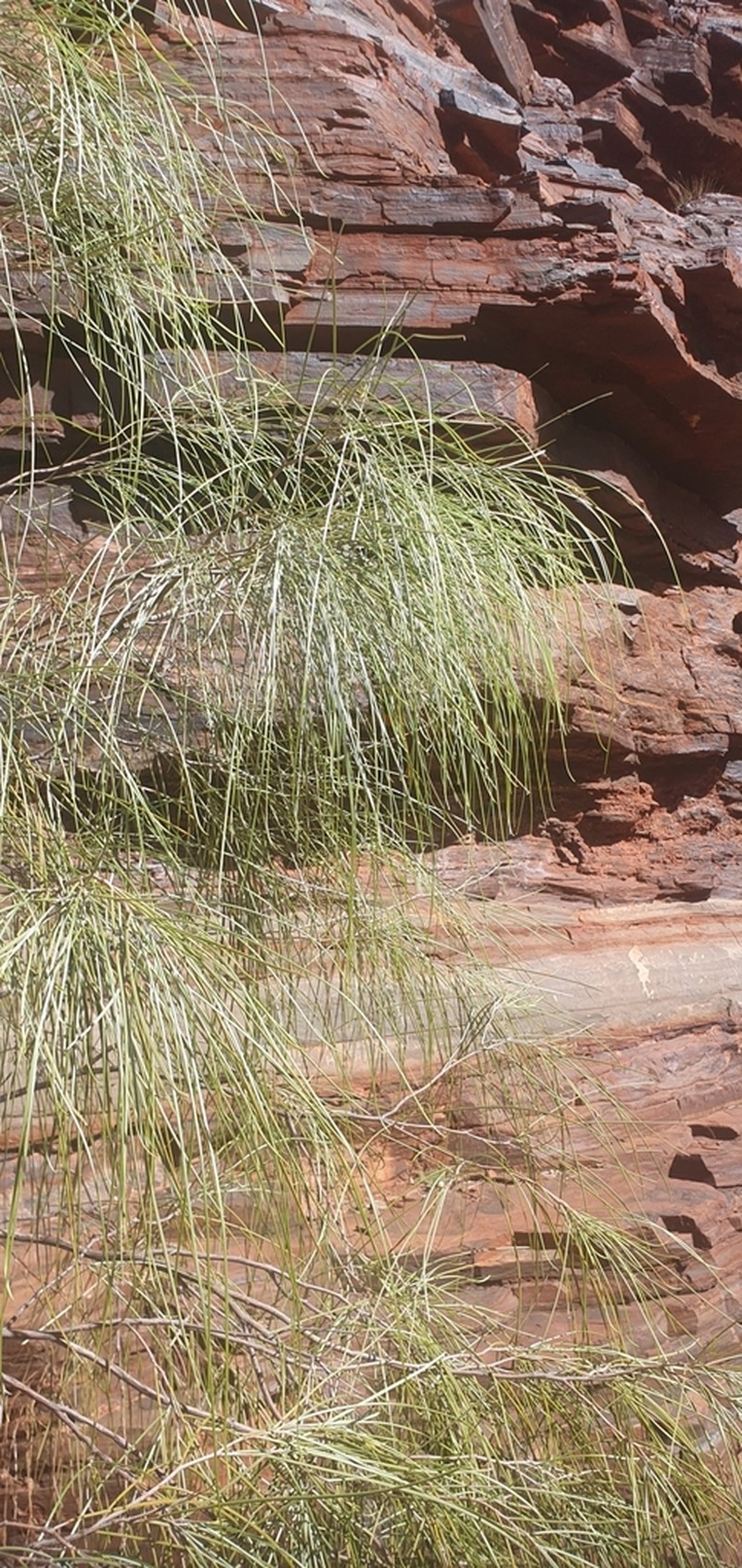 Dalby Myall photo 6