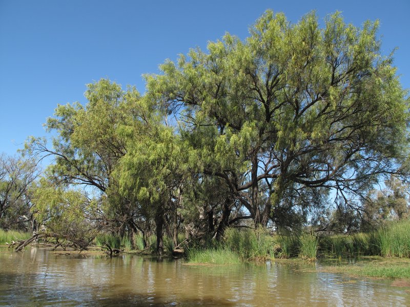 Dalby Myall photo 3