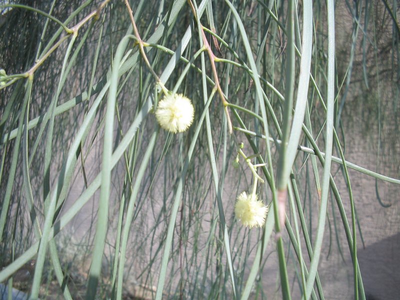 Dalby Myall