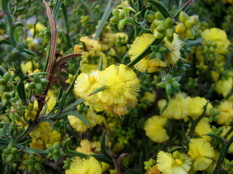 Acacia stenoptera