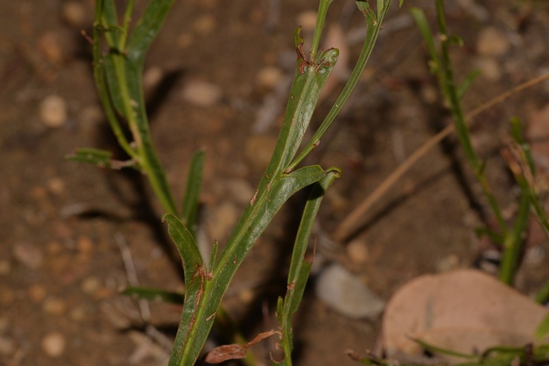 Acacia stenoptera photo 2