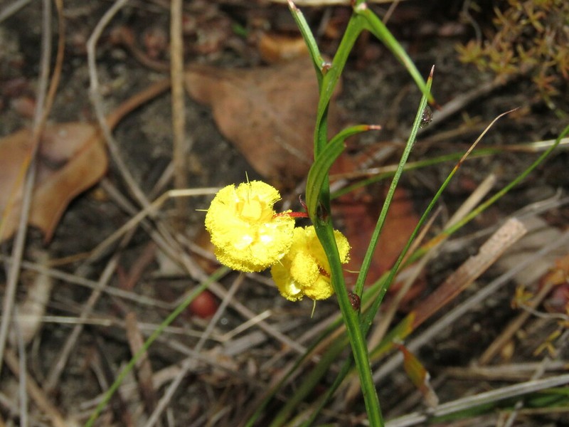 Acacia stenoptera photo 3