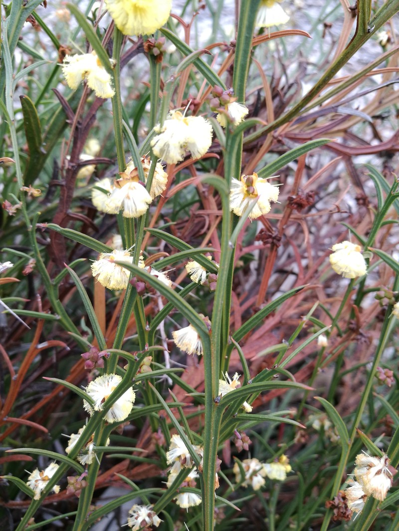 Acacia stenoptera photo 4