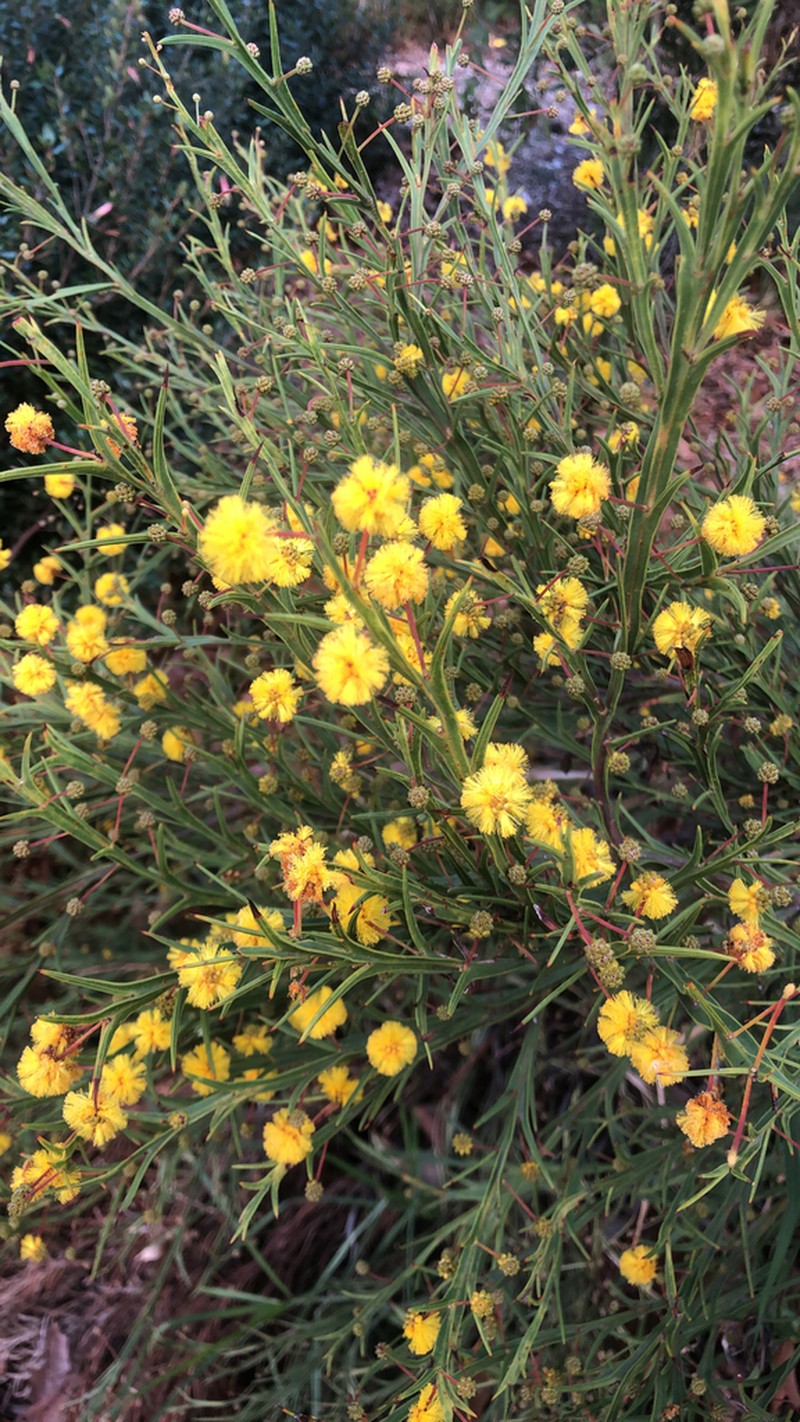 Acacia stenoptera photo 5