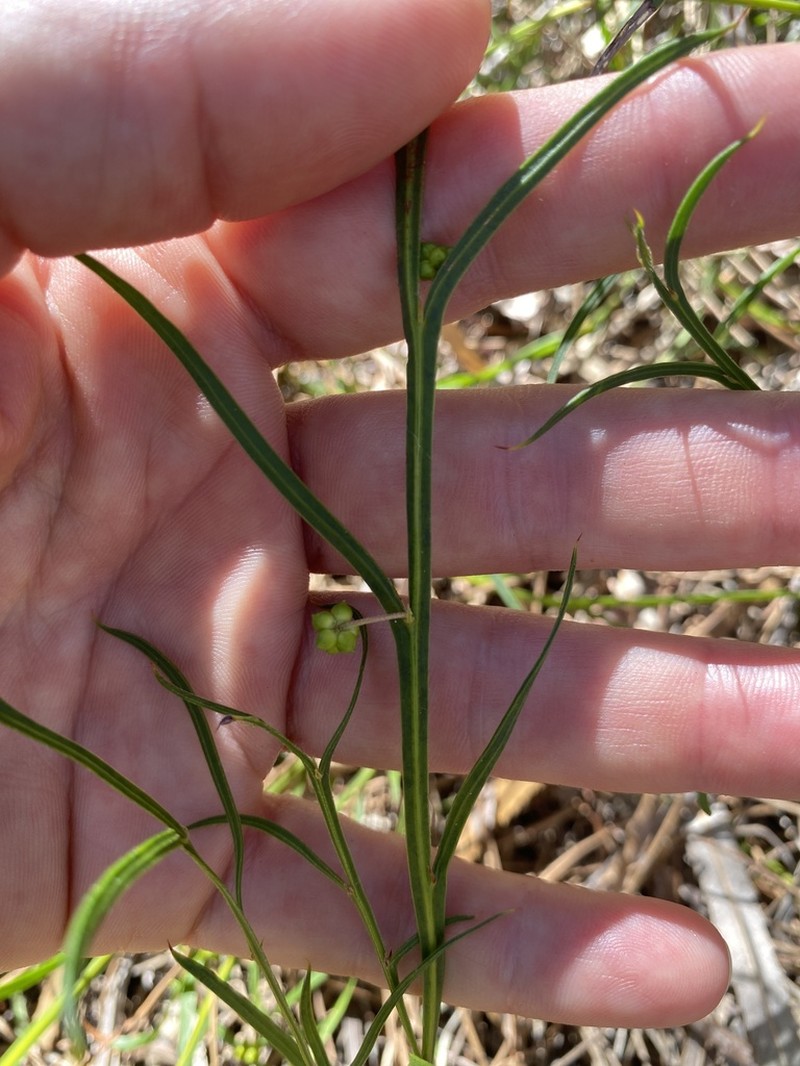 Acacia stenoptera photo 6