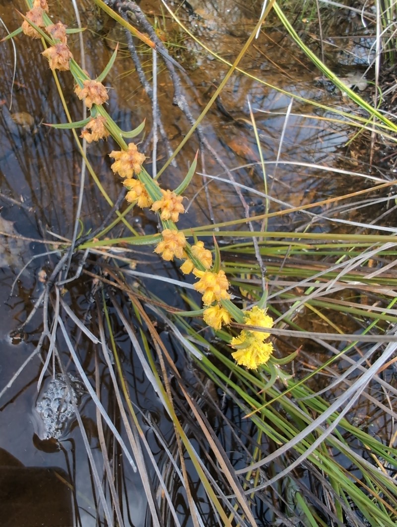 Acacia stenoptera photo 7