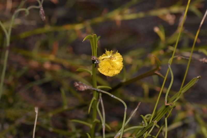 Acacia stenoptera photo 8