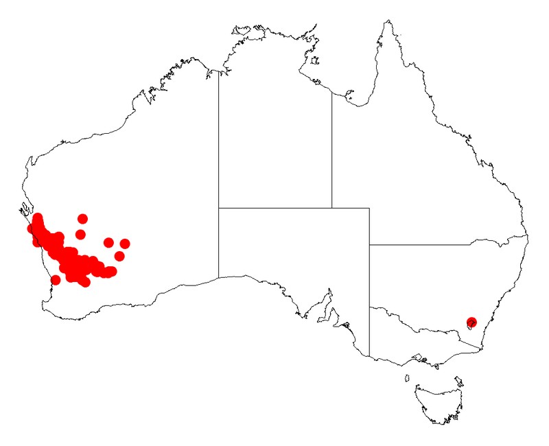 Acacia stereophylla