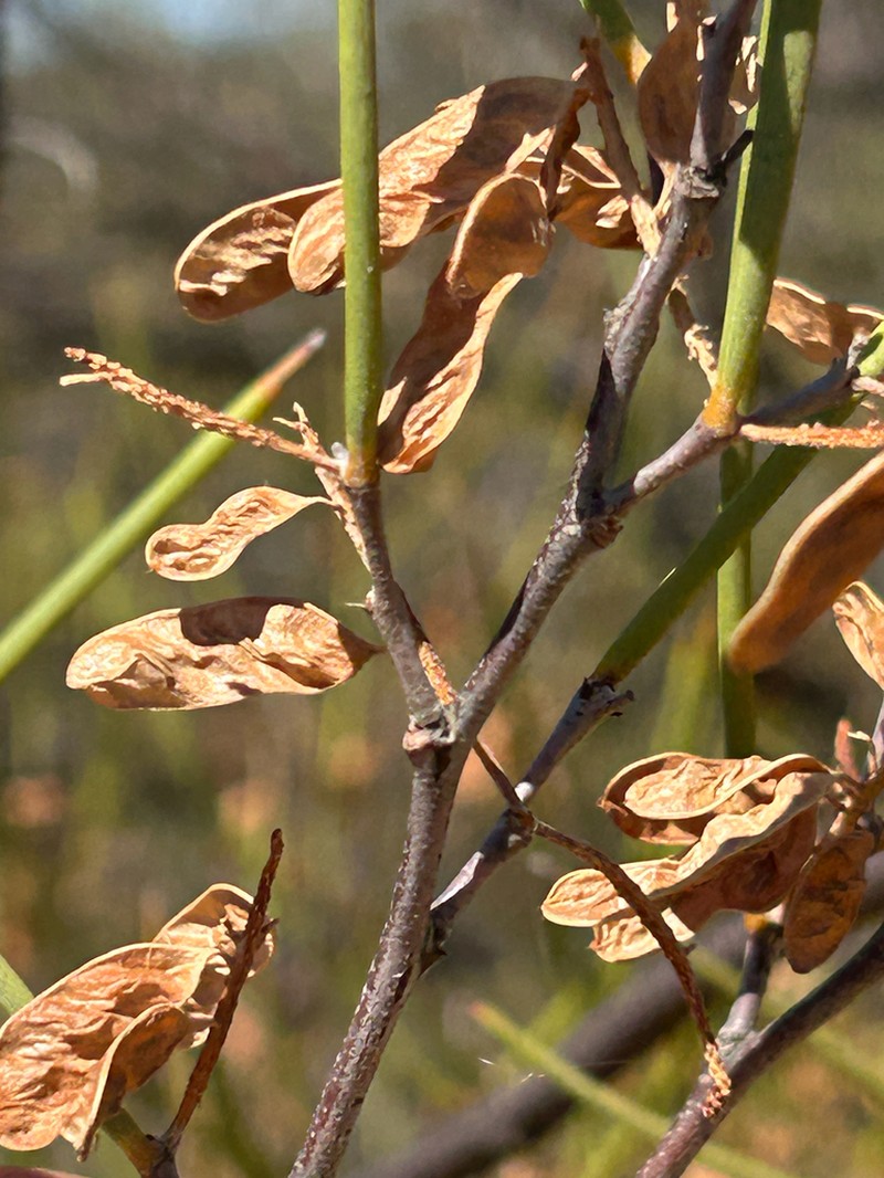 Acacia stereophylla photo 2