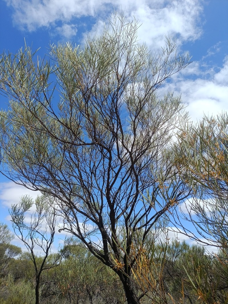 Acacia stereophylla photo 3