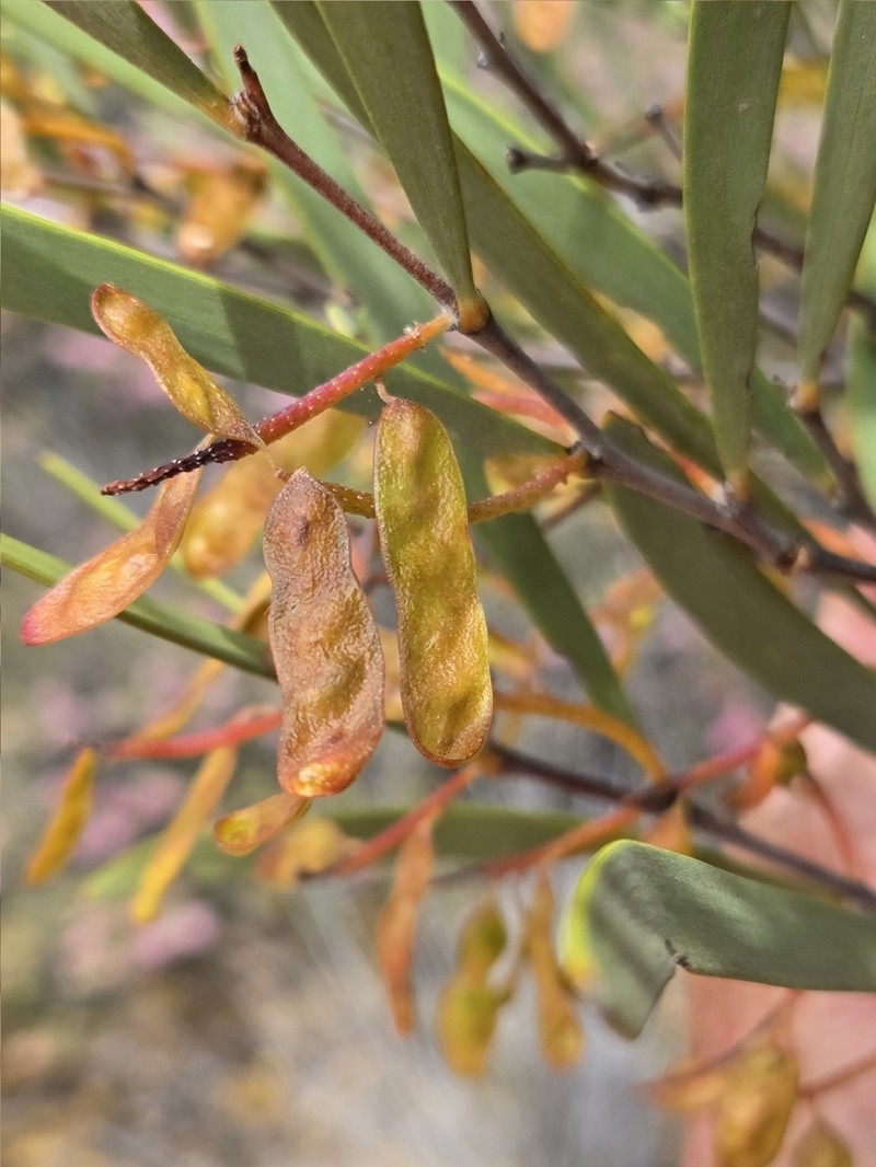 Acacia stereophylla photo 4