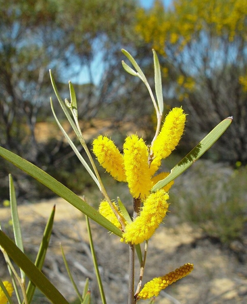 Acacia stereophylla photo 5