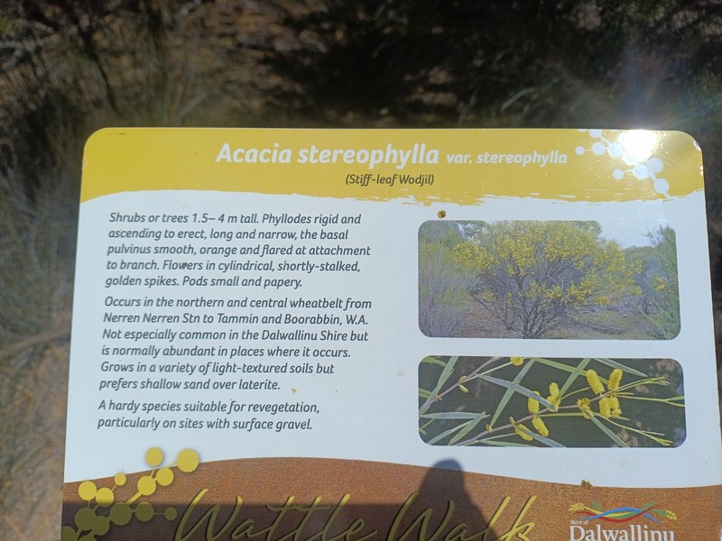 Acacia stereophylla photo 6