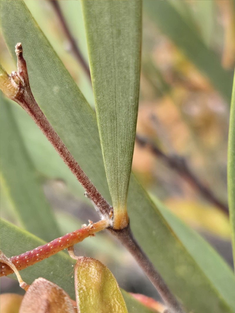 Acacia stereophylla photo 7