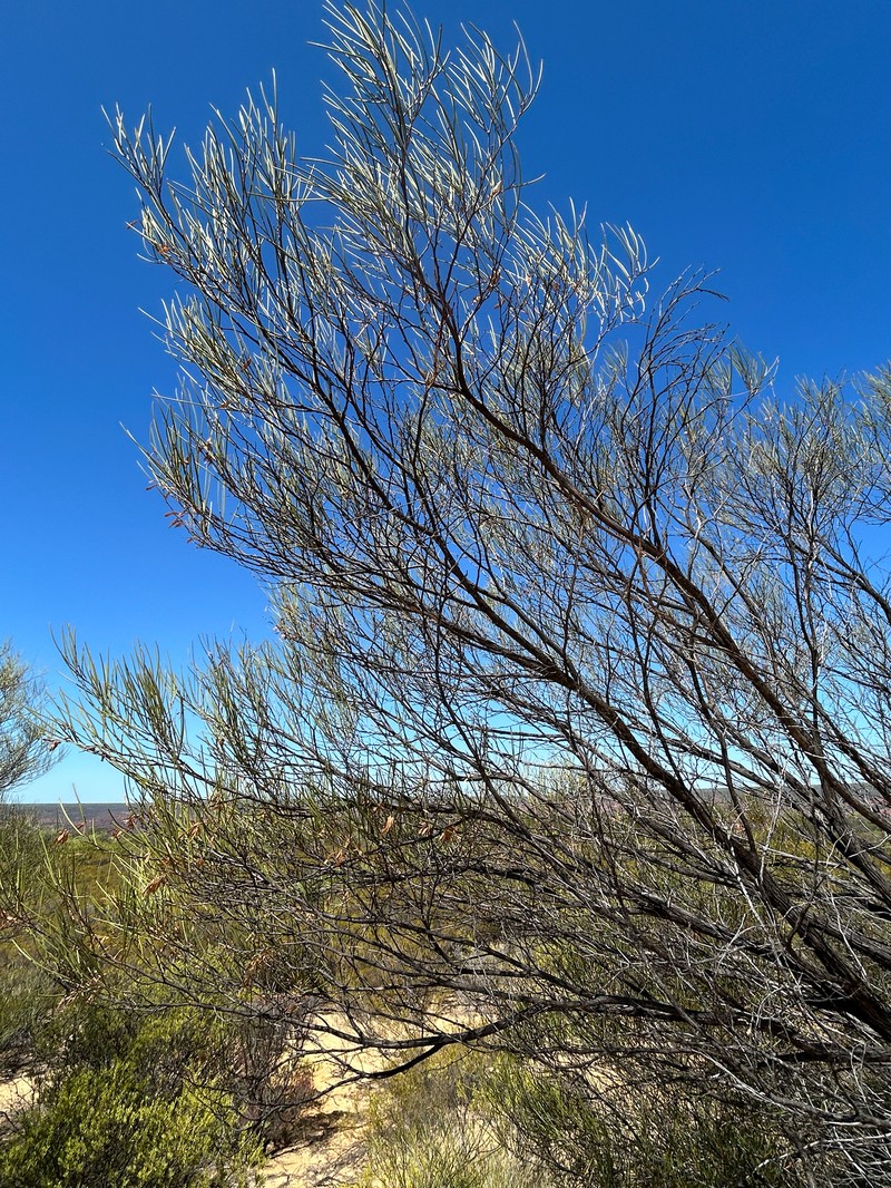Acacia stereophylla photo 8