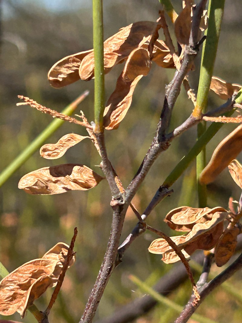 Acacia stereophylla var. cylindrata